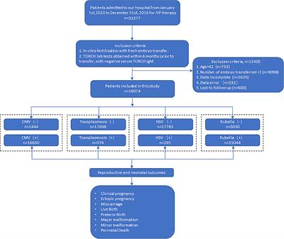 The Association Between Previous TORCH Infections and Pregnancy and Neonatal Outcomes in IVF/ICSI-ET: A Retrospective Cohort Study